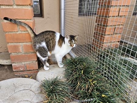 img/cat-my-place-450x388.jpg