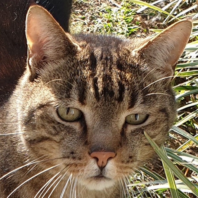 img/cat-sq.jpg