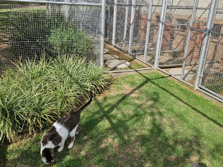 img/cattery-450x338.jpg